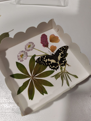 Выставка тропических бабочек и авторские мастер‑классы со скидкой до 28%