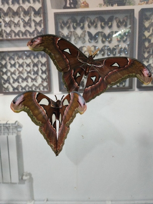 Выставка тропических бабочек и авторские мастер‑классы со скидкой до 28%