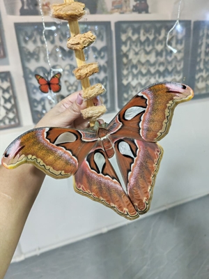 Выставка тропических бабочек и авторские мастер‑классы со скидкой до 28%