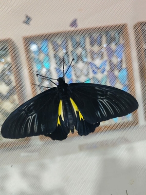 Выставка тропических бабочек и авторские мастер‑классы со скидкой до 28%