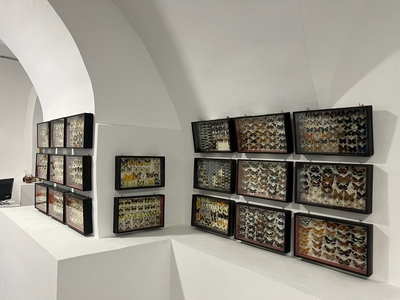 Выставка тропических бабочек и авторские мастер‑классы со скидкой до 28%