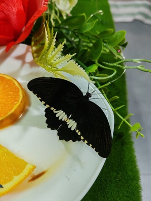 Выставка тропических бабочек и авторские мастер‑классы со скидкой до 28%