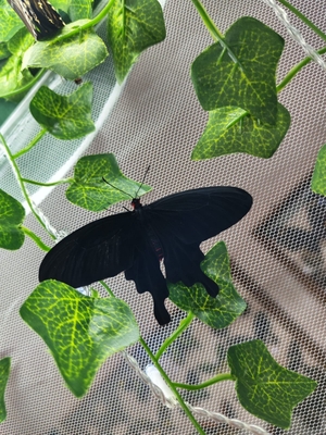 Выставка тропических бабочек и авторские мастер‑классы со скидкой до 28%